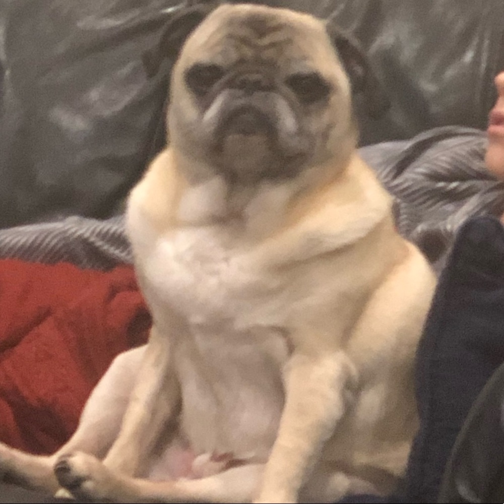 Meet your Posher, Suzanne